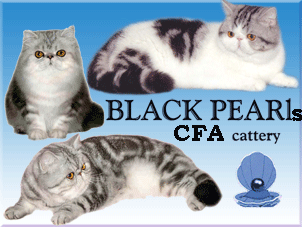 питомник персидских и экзотических кошек Black Pearl 