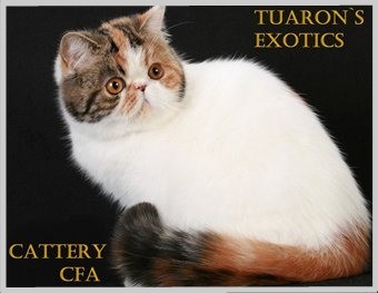 cattery persians and exotic